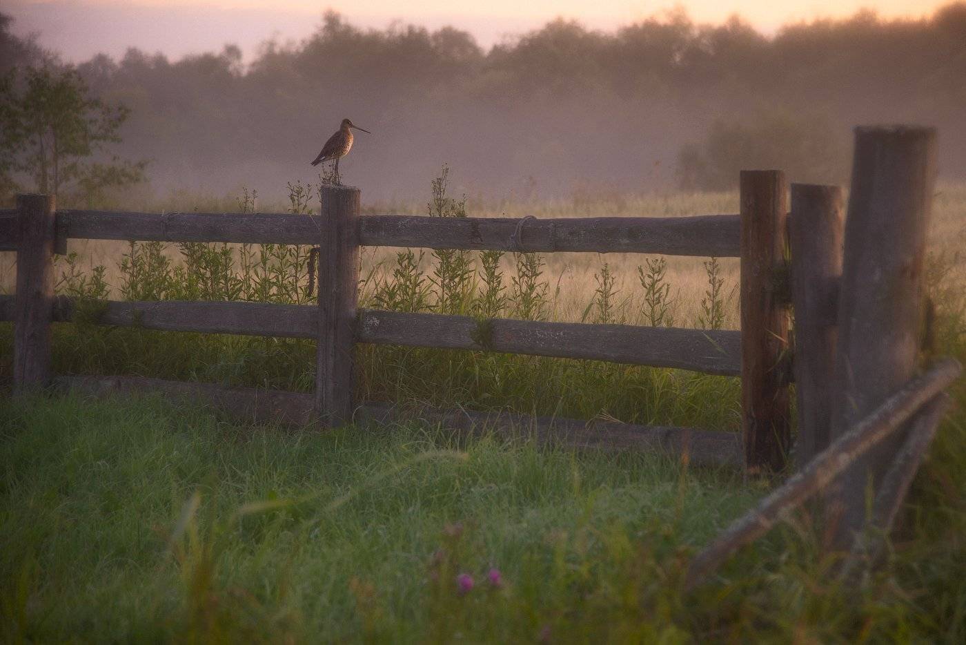 фотоохота, деревня, рассвет, бёдвотчинг, туман, Михаил Карпов