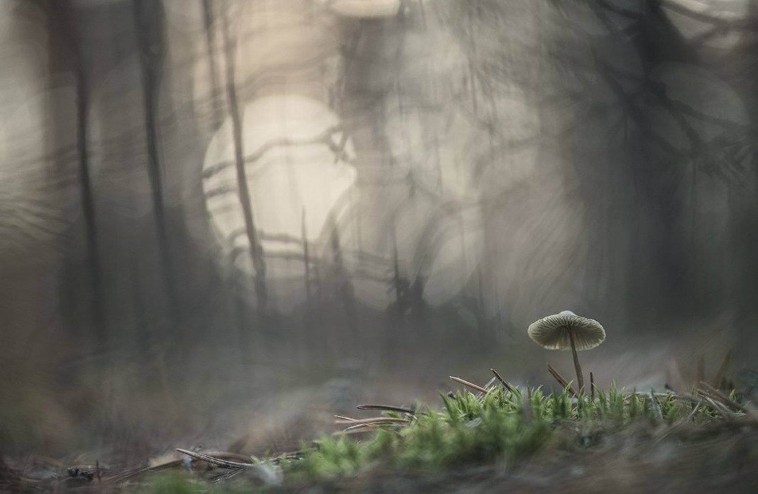 макро, гриб, поганочка, утро, морозец, свет, цвет, воронеж, Геннадий Мещеряков