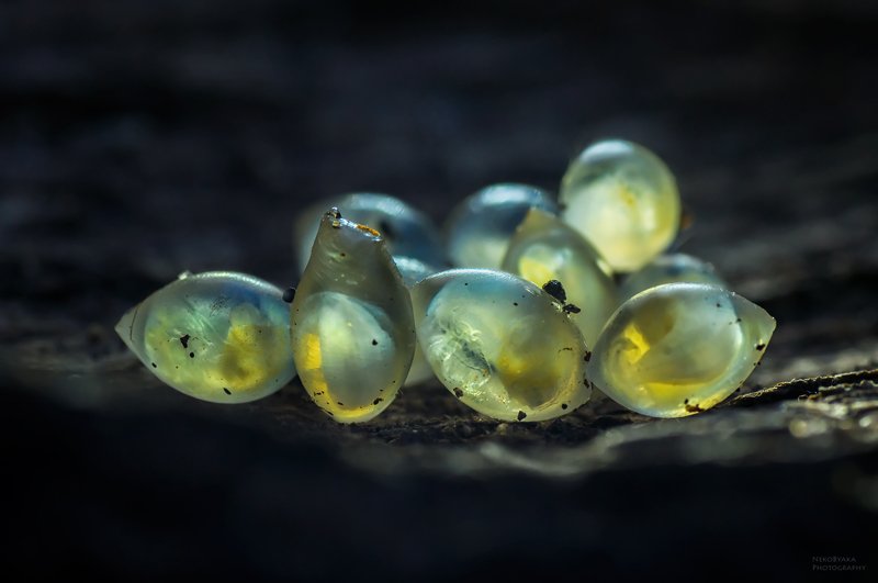 макро, природа, слизни, кладка, яйца, macro, nature, slugs, laying, eggs, Зарождение жизни фото превью
