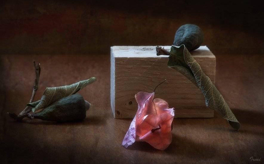 цветок, засохшие, плоды, Юрий Юшваев