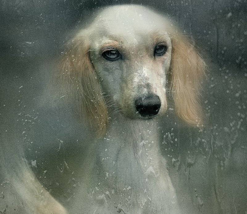 , Светлана Мелик-Нубарова