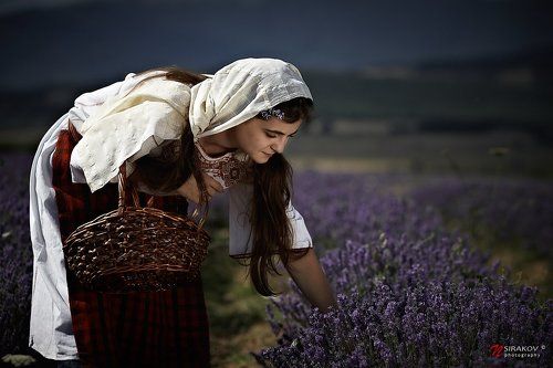 Lavender Fields