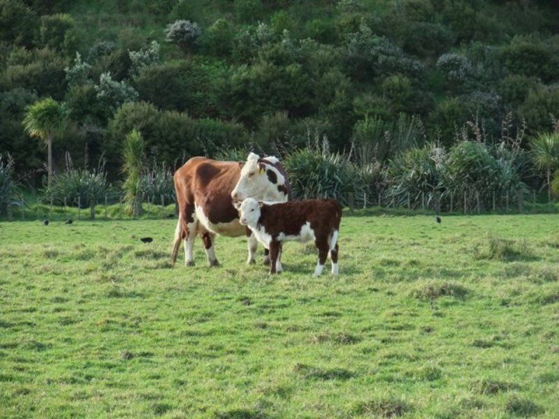 коровы, зеландия Коровы фото превью