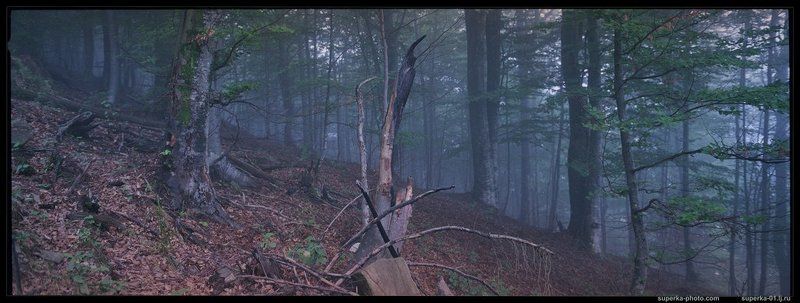 Карпатский лес фото превью