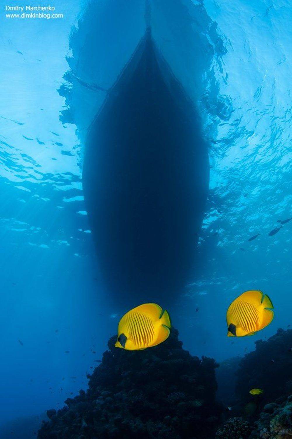 рыбы бабочки, butterfly fish, underwater, Дмитрий