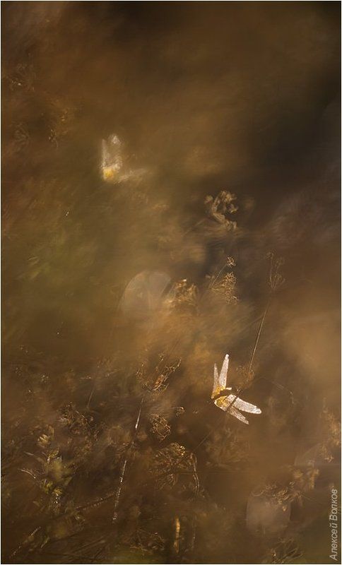 стрекозы Солнечные зайчики фото превью