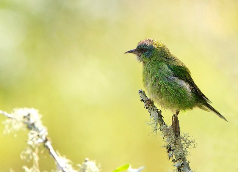 синий дакнис, самка, птицы, бразилия, dacnis cayana В ожидании весны фото превью