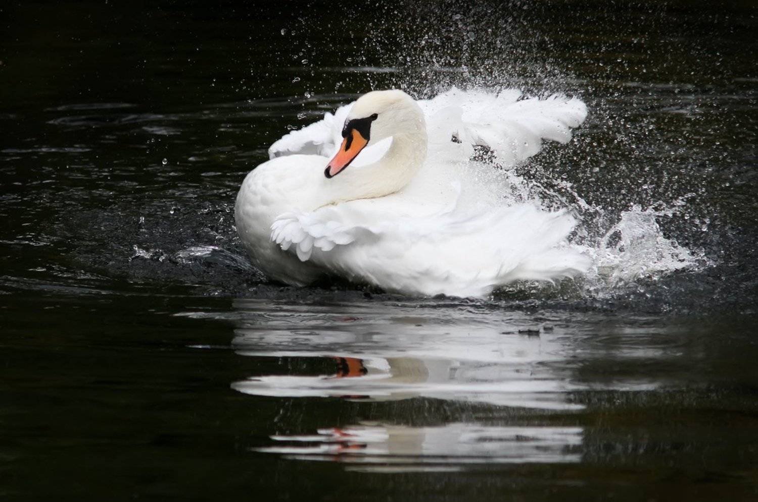 , Зоя Лаптева