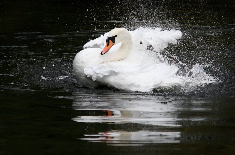 *** фото превью