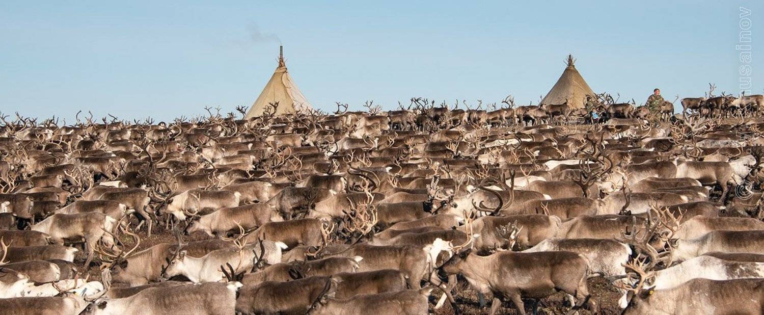 север,  путешествия,   жизнь на краю земли,   чумы,  стойбище, олени,   репортаж, Danil Husainov
