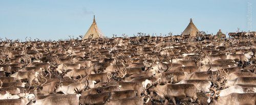 живые реки севера