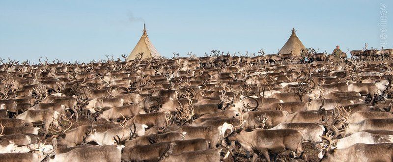 север,  путешествия,   жизнь на краю земли,   чумы,  стойбище, олени,   репортаж живые реки севера фото превью