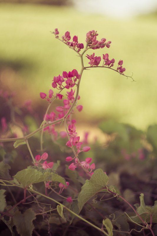 Утро. фото превью