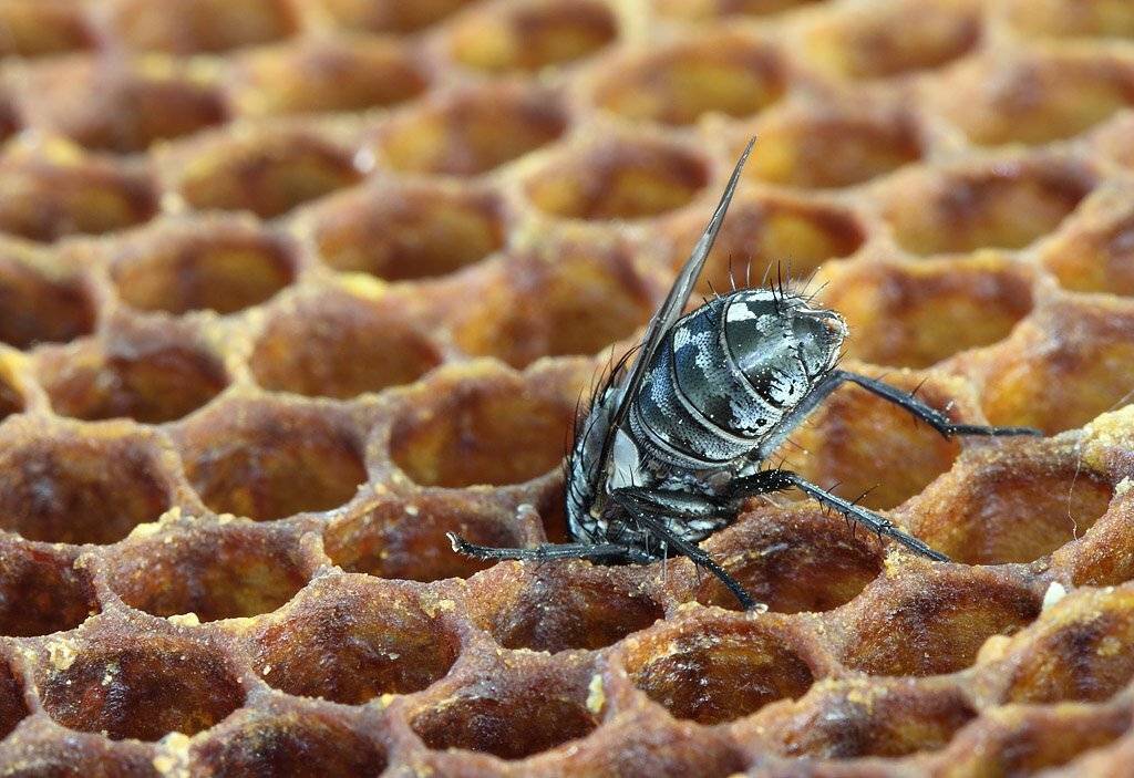 , Сергей Таланов