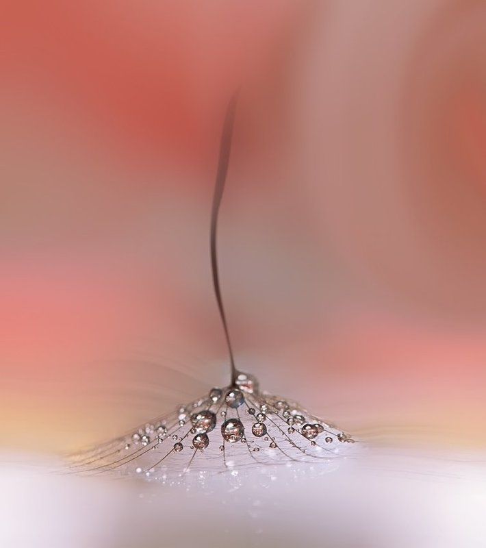 .O.O.O.O.O. фото превью