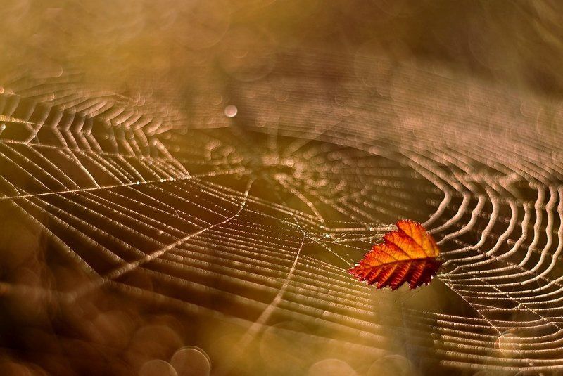 jesienna galaktyka.... фото превью