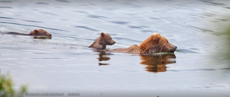 Медвежонок-наездник. плюс Видео. Alaska. Cute GRIZZLY cub riding on the back of his Mum фото превью