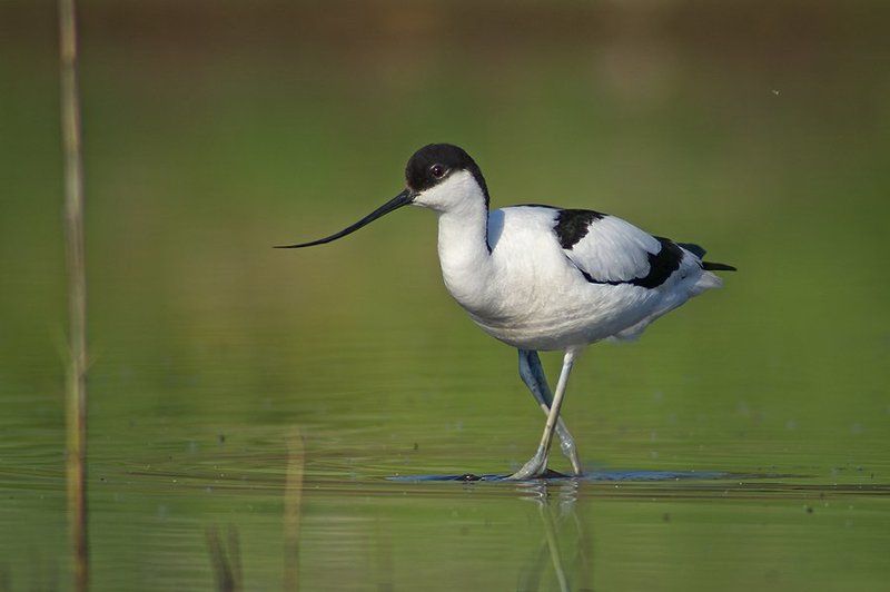 avocet ,шилоклювка, саблеклюн Шилоклювка утра фото превью