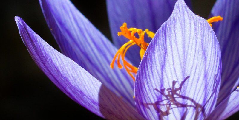 In the shadow фото превью