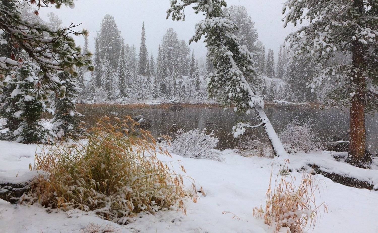 , Надежда Звягина / New Zealand