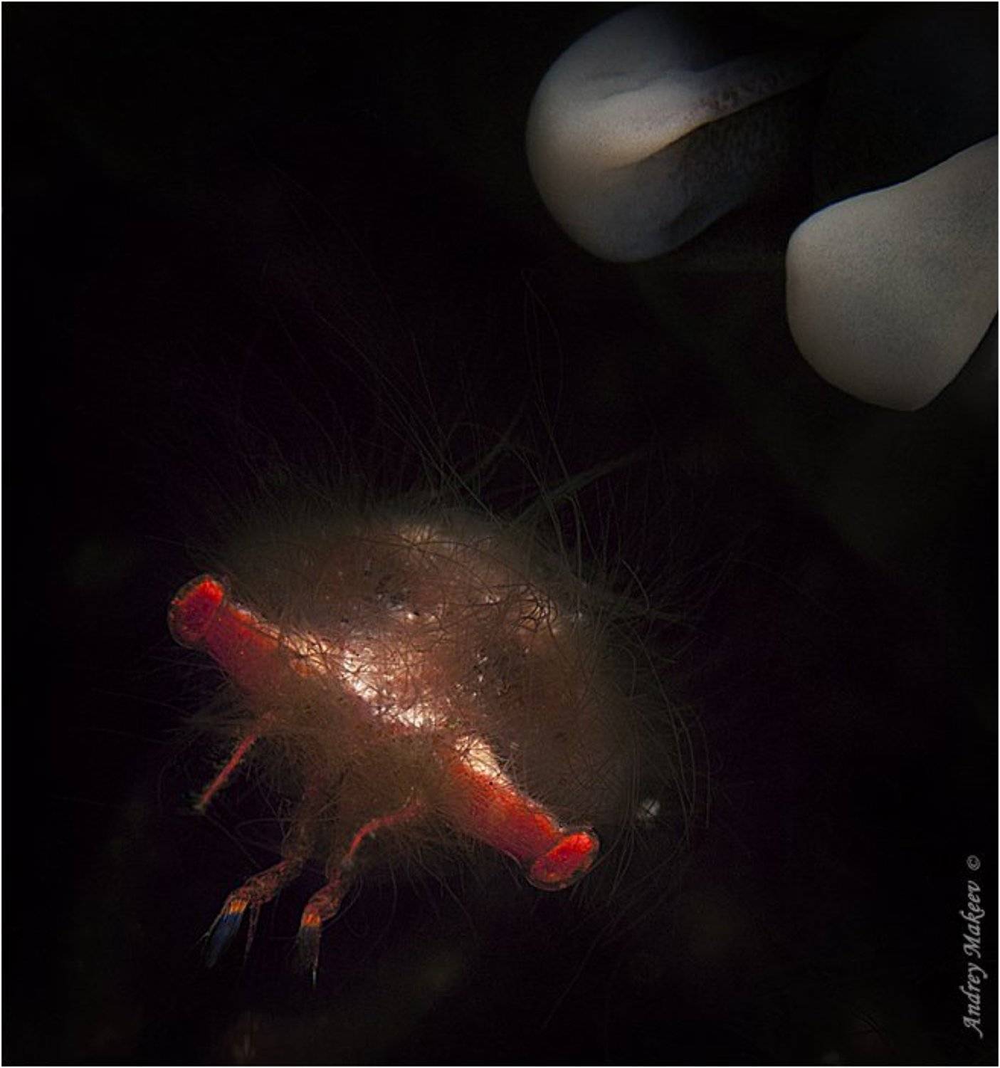 тихий океан, индонезия, комодо, краб - орангутанг. макро 3:1, Андрей Макеев