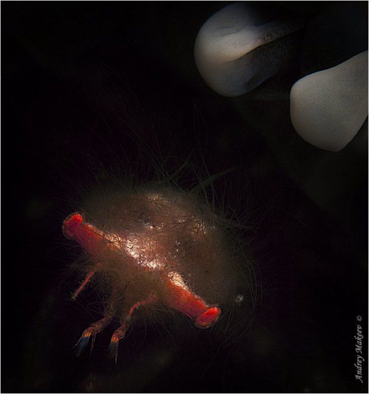 тихий океан, индонезия, комодо, краб - орангутанг. макро 3:1 Волосатый ужас фото превью