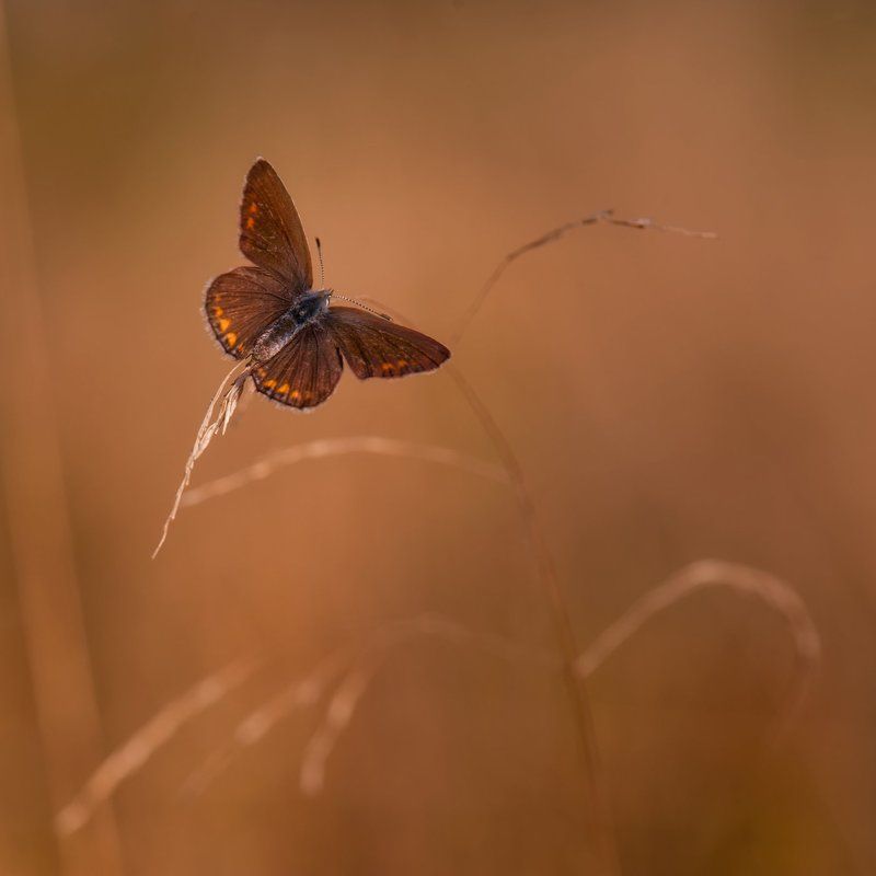 )I( фото превью