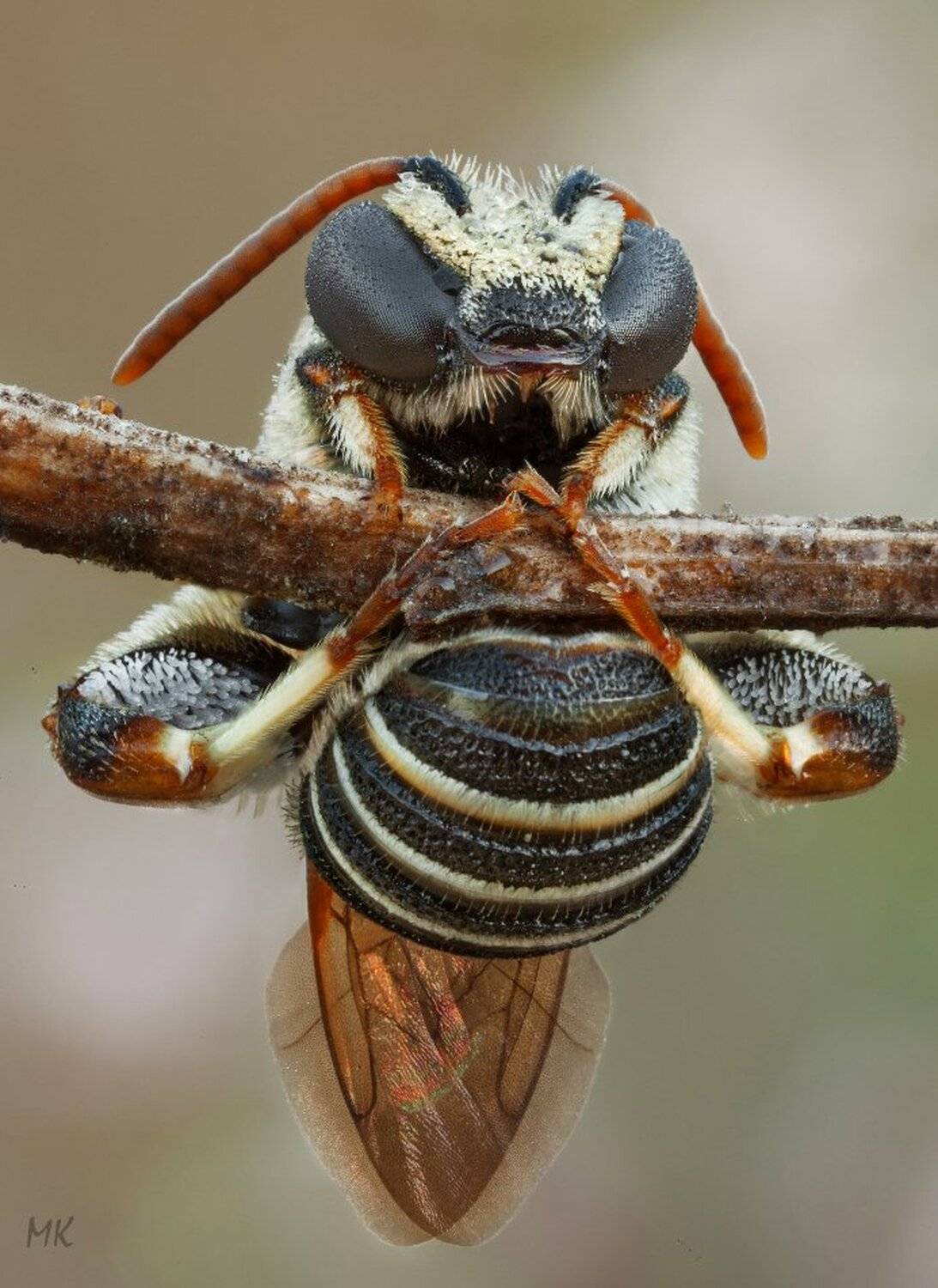 утренняя, медитация, Miron Karlinsky
