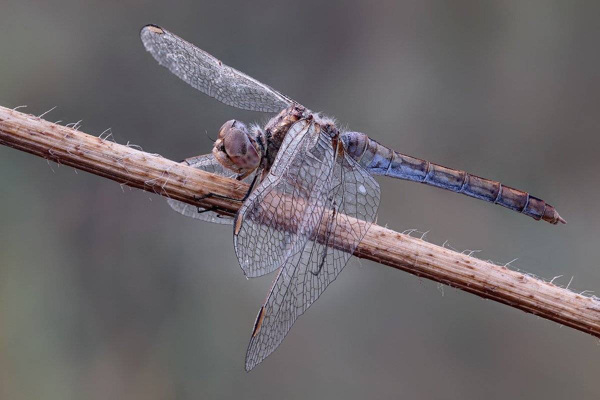 , Вадим Ходаковский