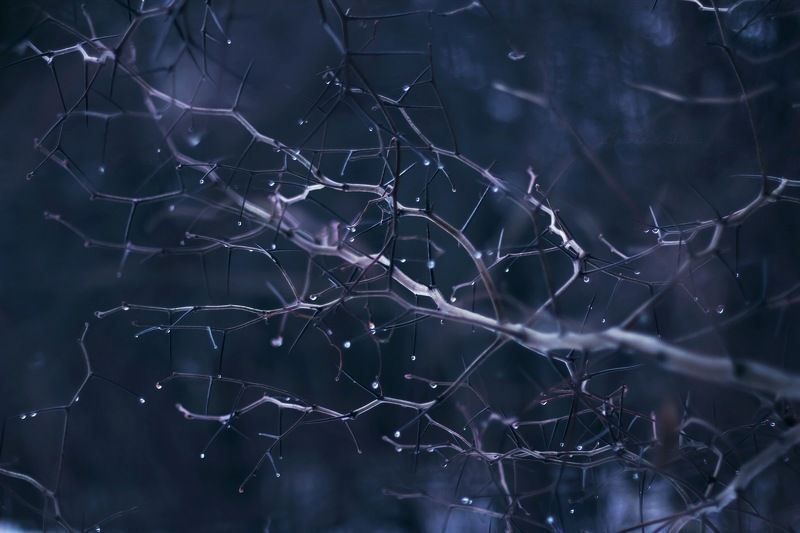 веточки-иголочки. фото превью