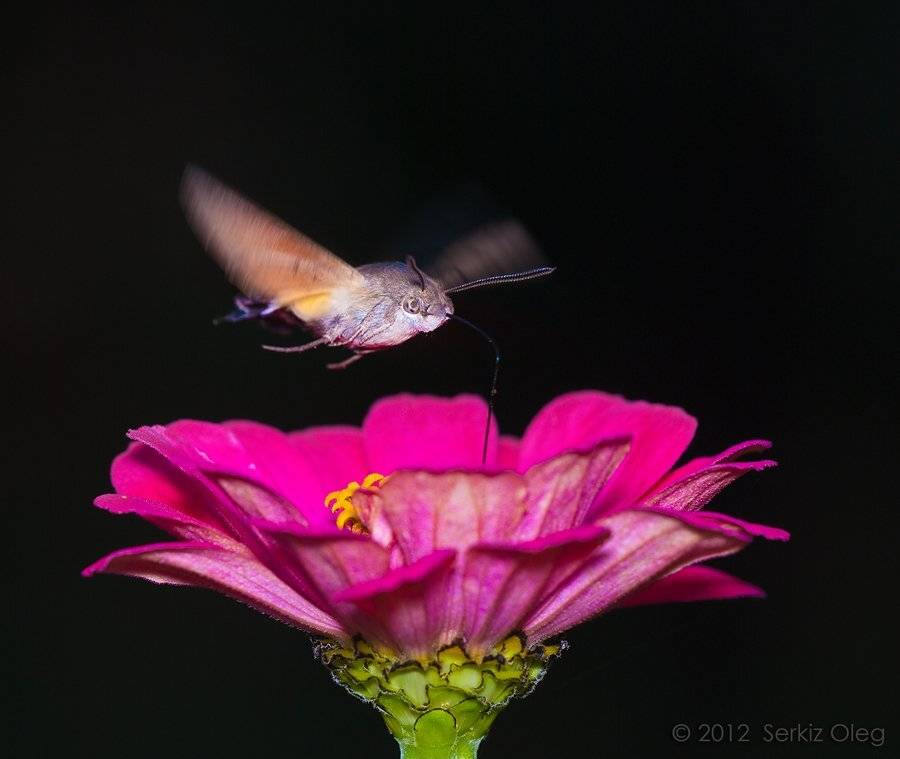 macroglossum stellatarum, macro, oleg serkiz, Oleg Serkiz