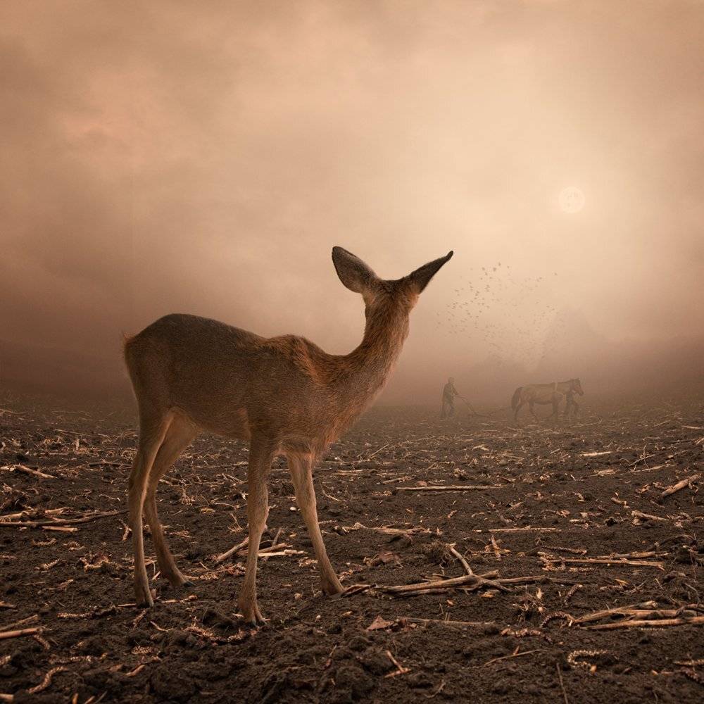 , Caras Ionut
