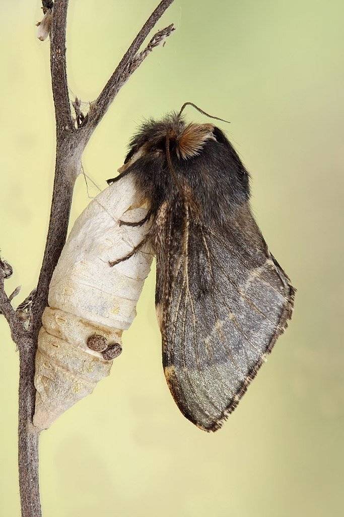 , Сергей Таланов