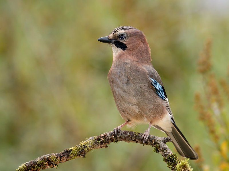 сойка., пасмурно. Сойка в осенних красках фото превью