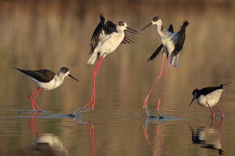 himantopus himantopus, black-winged stilt , кокилобегач Ходулочник - борьба за территорию фото превью