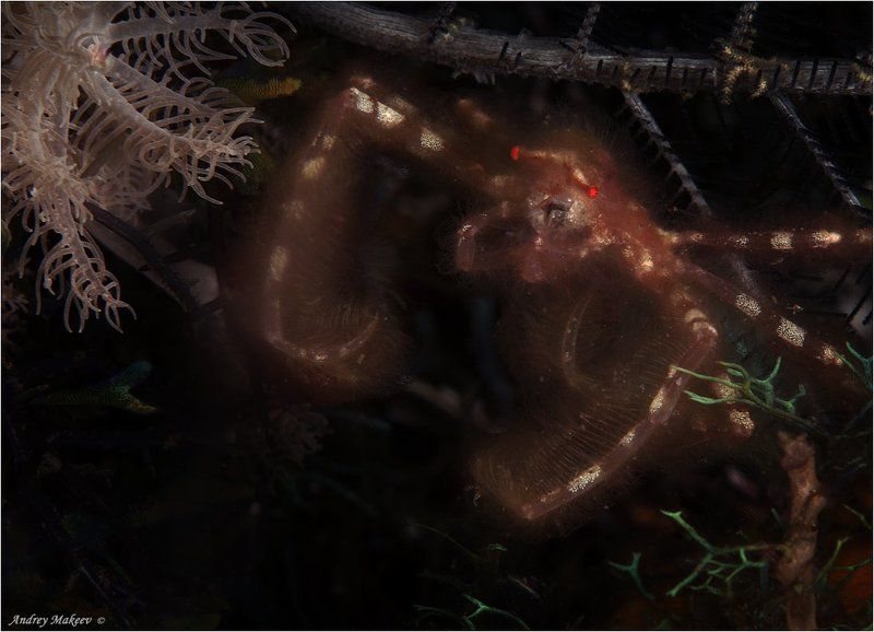 тихий океан, индонезия, комодо, краб - орангутан. макро 1.5 :1.  размер крабика - 1см. Не подходи - затопчу! фото превью