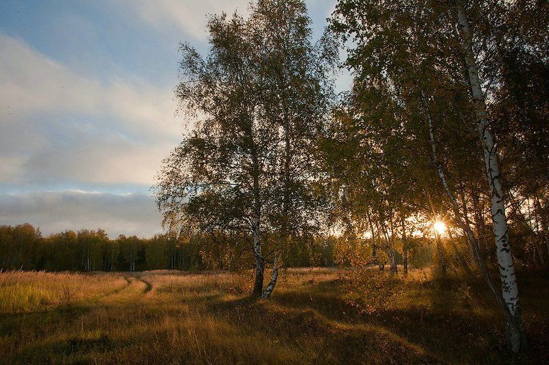 утро, лес, осень, рассвет, россия, природа, рязанская область, деревья, березы, солнце, трава, лучи, свет, morning, forest, autumn, dawn, russia, nature, ryazan region, trees, birch trees, sun, grass, rays, light Утро в осеннем лесу фото превью