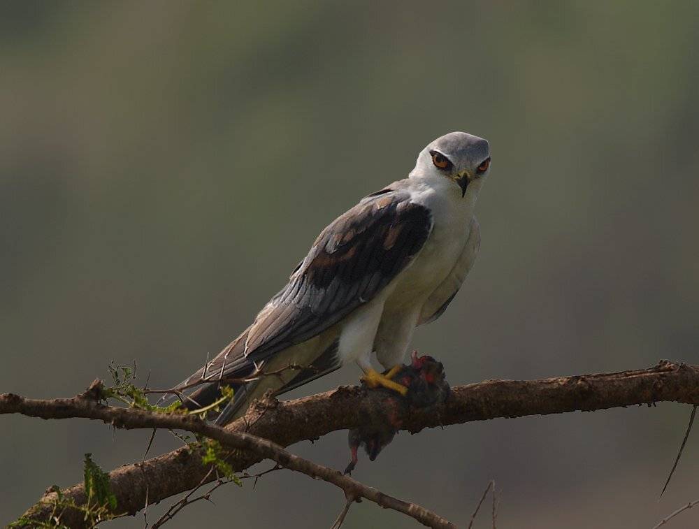 дымчатый коршун , elanius caeruleus, black-winged kite, Sergey Volkov