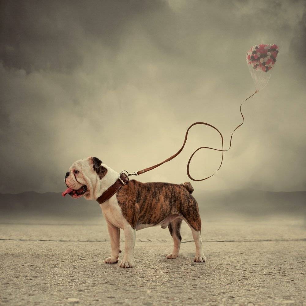 , Caras Ionut