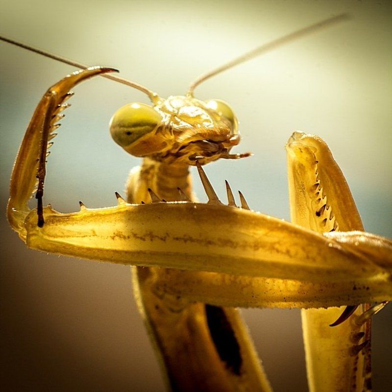 Alien фото превью