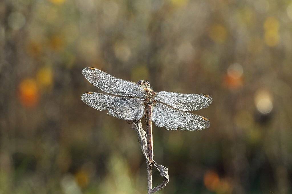 , Сергей Таланов