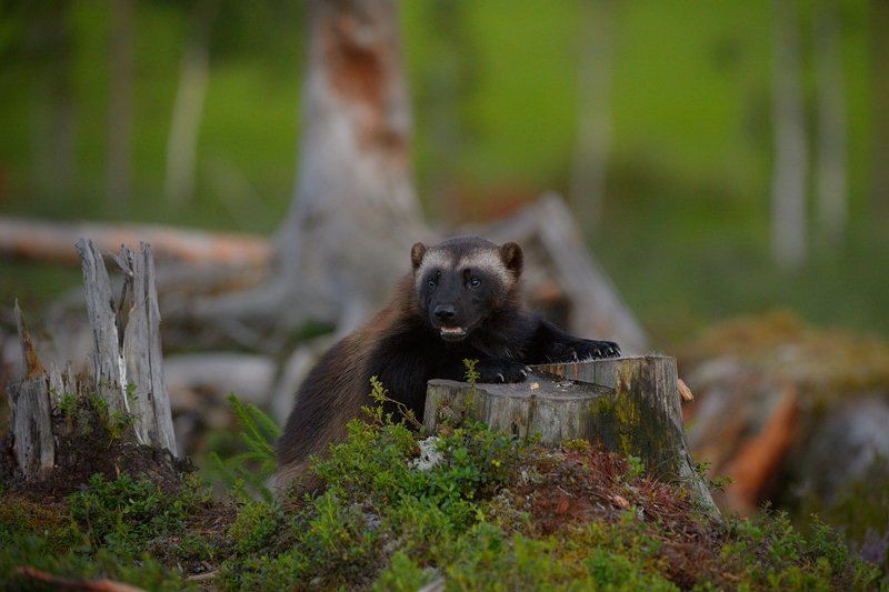вечерняя россомаха фото превью