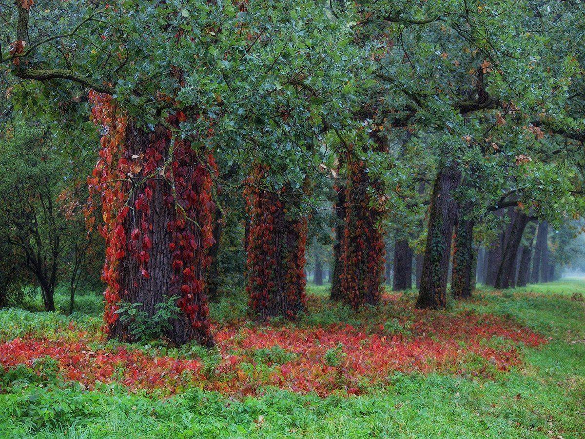 , Владимир Перепечаев