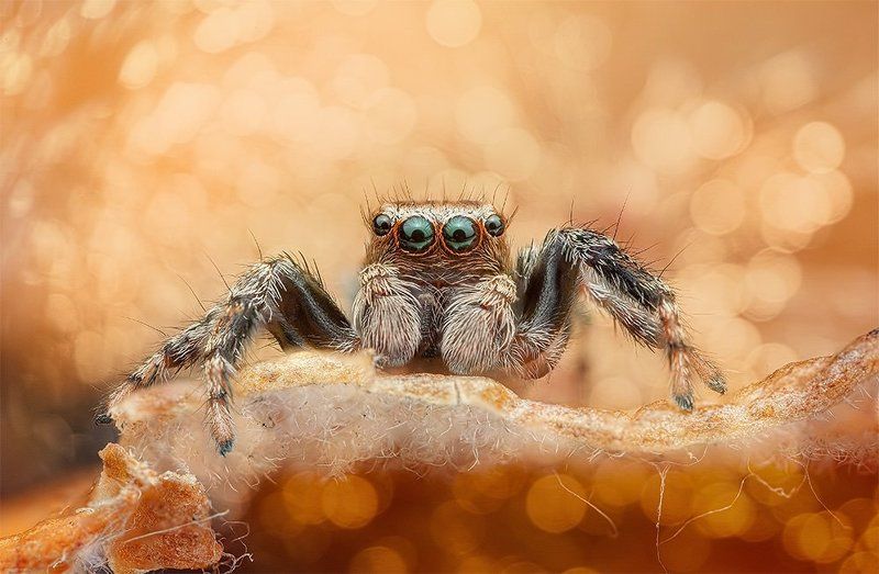 oOOo фото превью