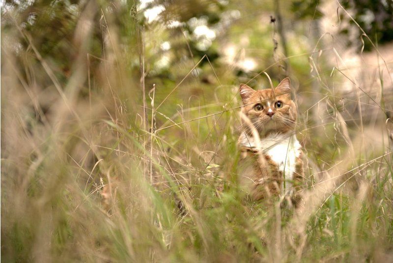 осенняя-кошачая... фото превью