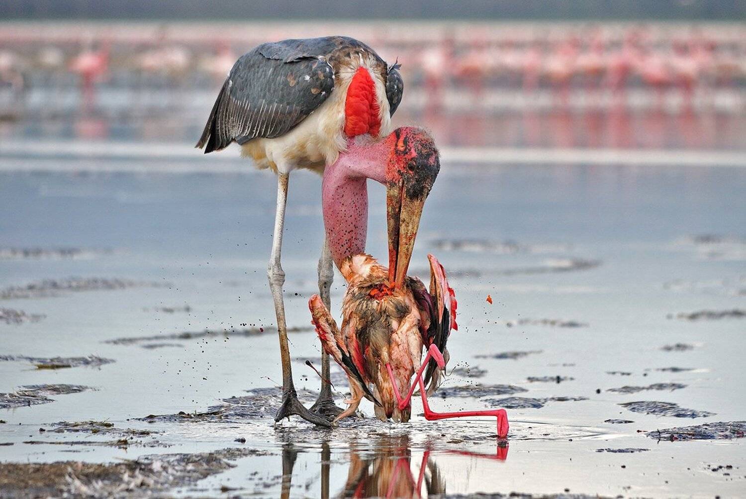 , Алексей Тищенко