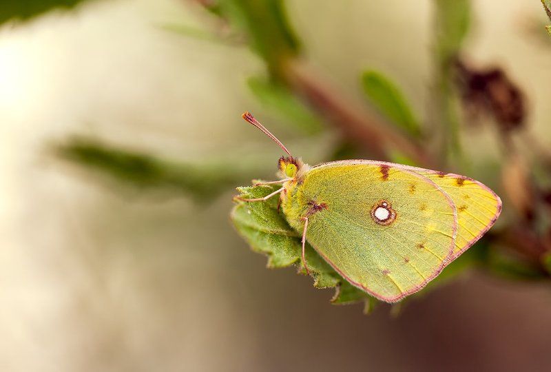 lepidoptera Colias crocea фото превью