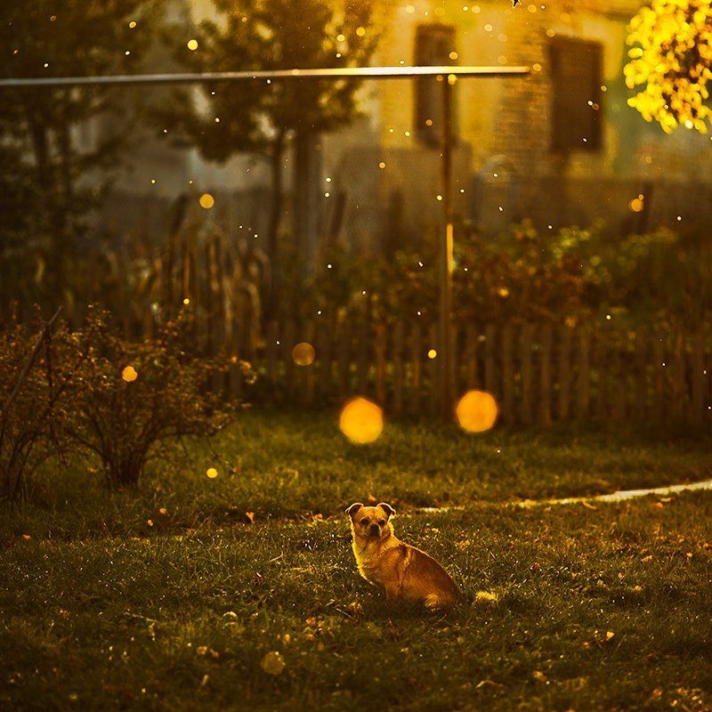 _ фото превью