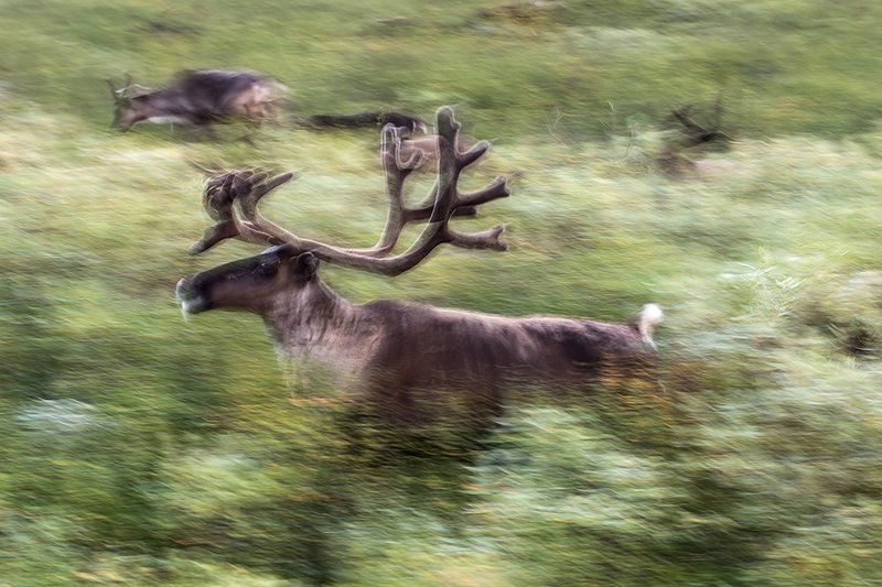 север,  путешествия,   жизнь на краю земли, северный  олень северный олень фото превью