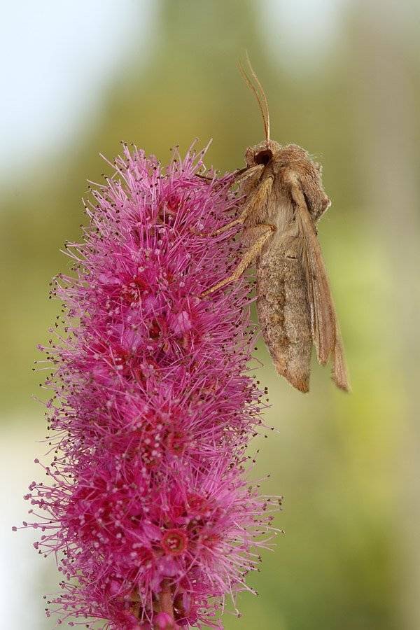 , Сергей Таланов
